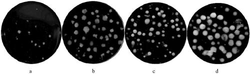 Method for promoting rapid formation of hypha ball