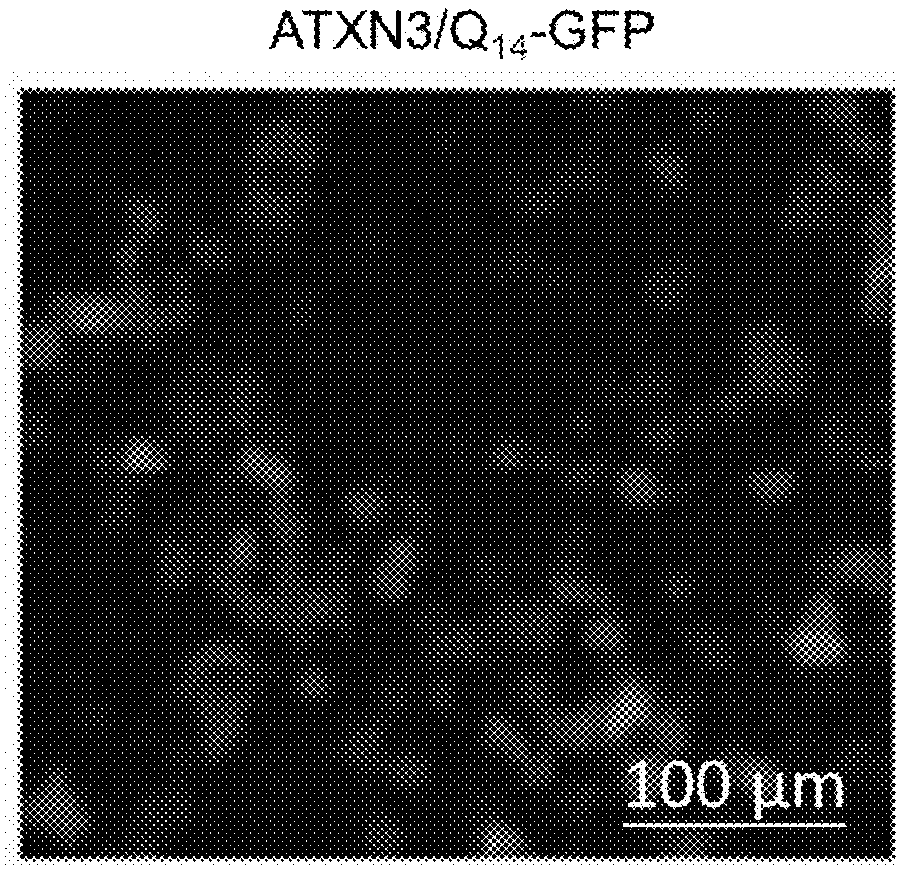 NiSOD-like compound and its derivatives for suppressing abnormal protein aggregation, recovering cell viability, increasing mature neuron number and neurite outgrowth length and protecting dopaminergic cells by reducing oxidative stress or reactive oxygen species in brain tissues