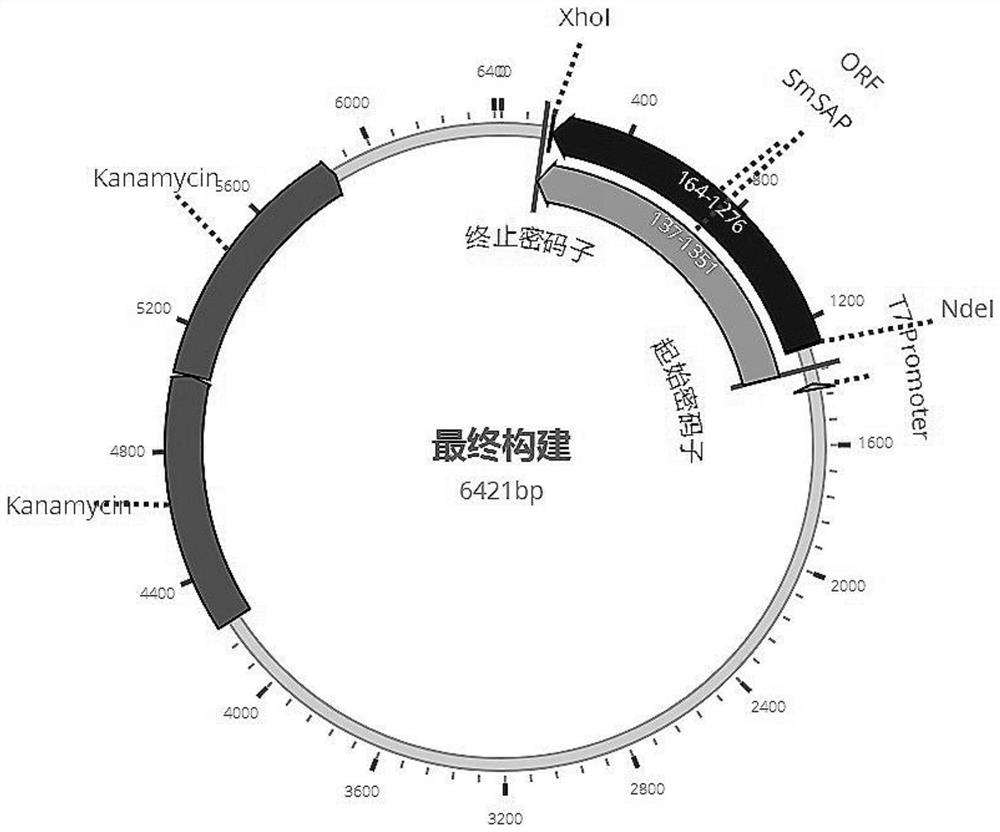 Schistosoma mansoni recombinant fusion protein SmSAP and application thereof to schistosomiasis immunodiagnosis