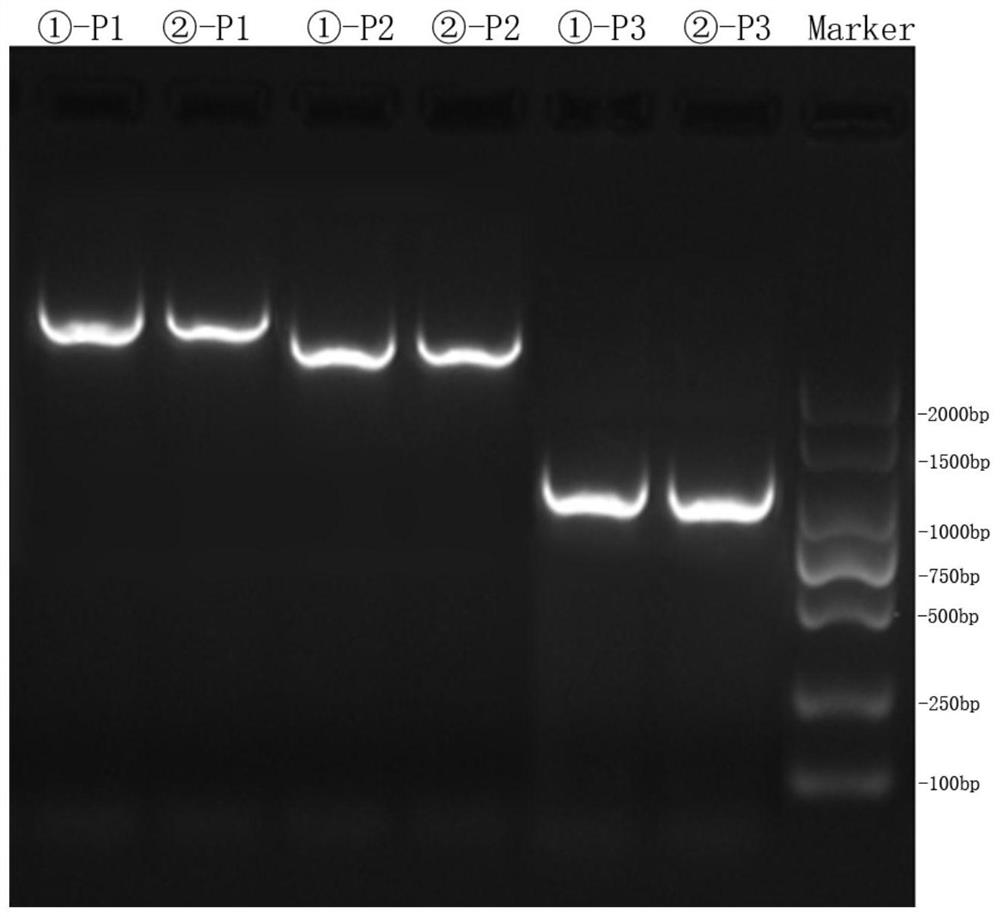 KIR3DL2 genotyping kit and KIR3DL2 genotyping method