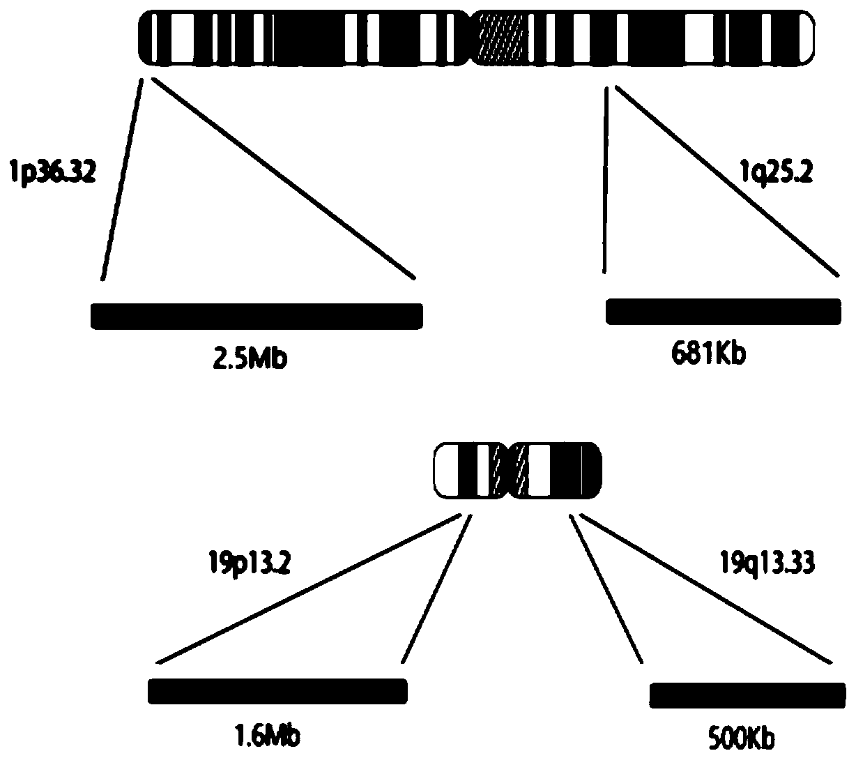 A kit and method for detecting chromosome heterozygosity loss based on amplicon sequencing