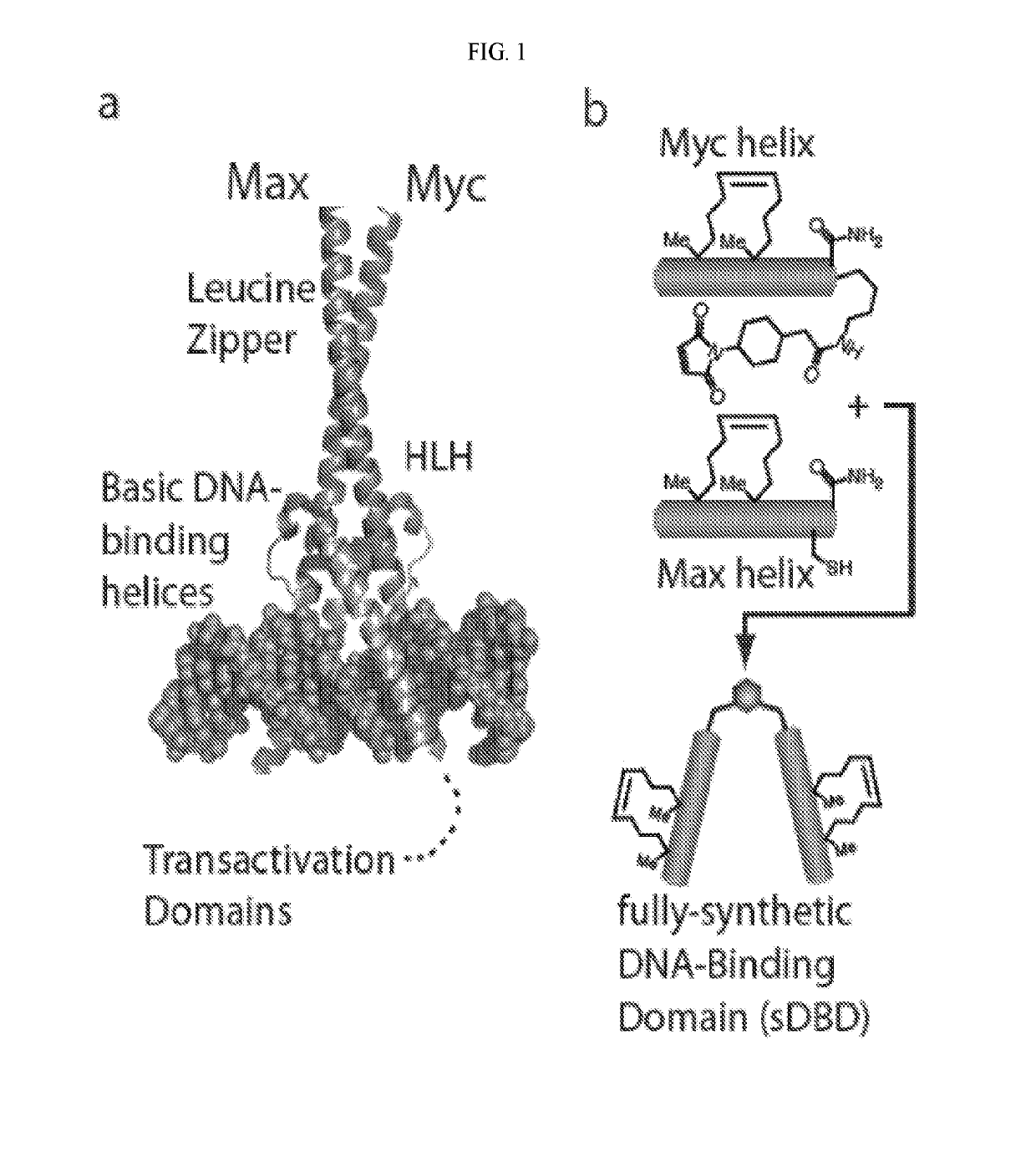 Synthetic DNA binding domain peptides and uses thereof