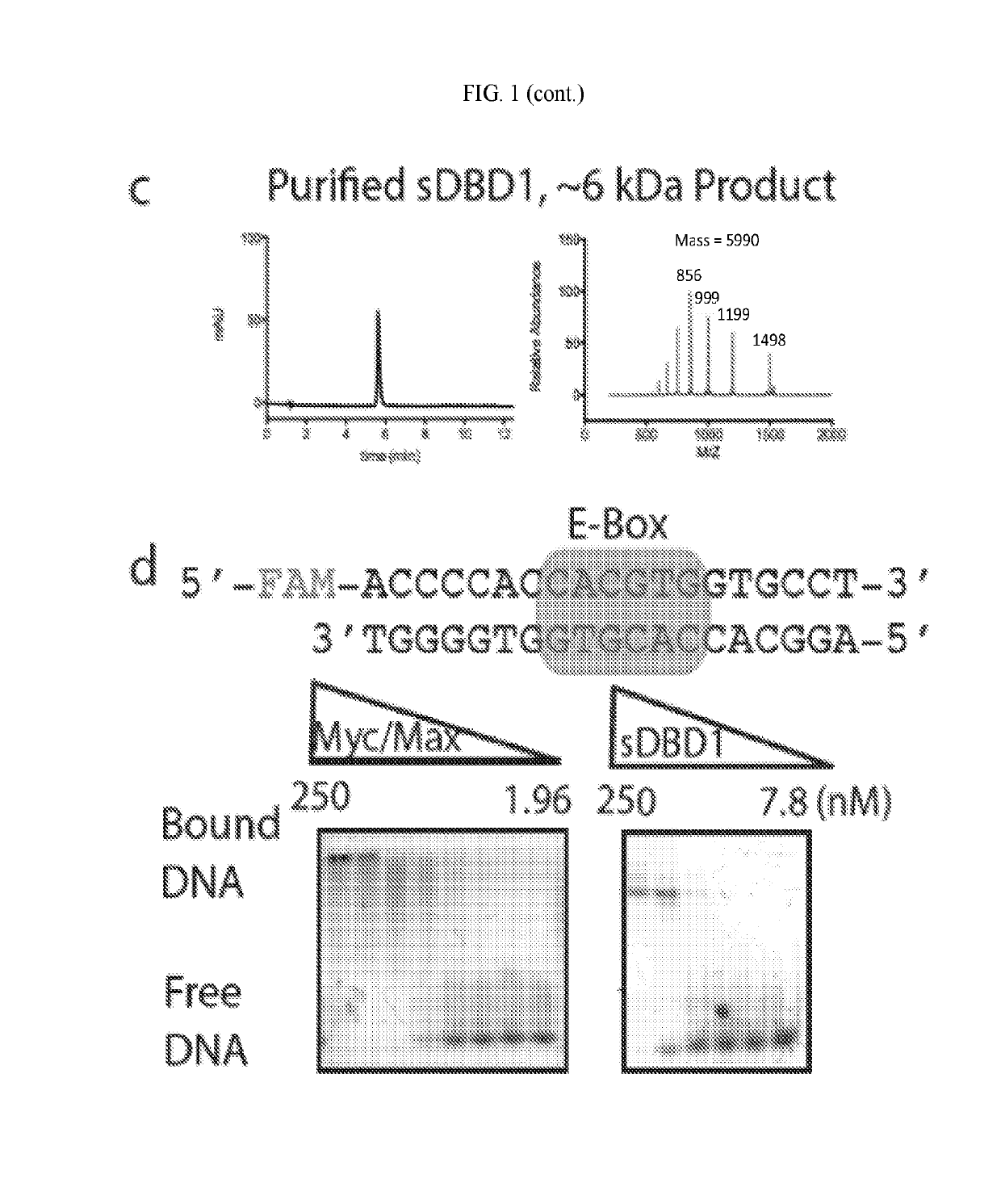 Synthetic DNA binding domain peptides and uses thereof