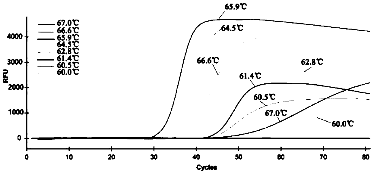 QLAMP (quantitative loop mediated isothermal amplification) method for quantitatively monitoring infection and propagation of Chinese walnut dry rot and used primers