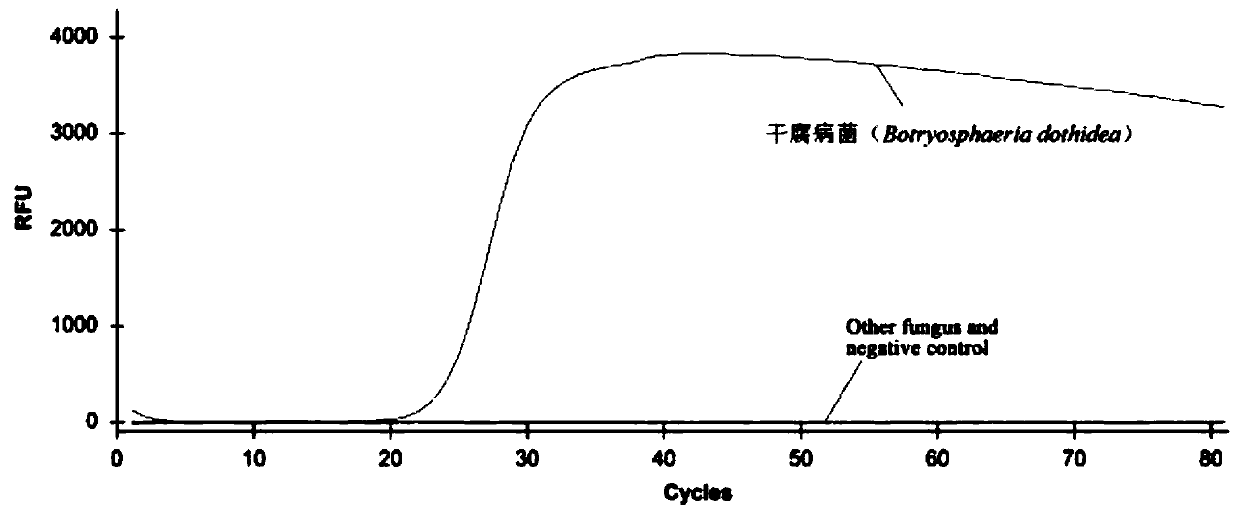 QLAMP (quantitative loop mediated isothermal amplification) method for quantitatively monitoring infection and propagation of Chinese walnut dry rot and used primers