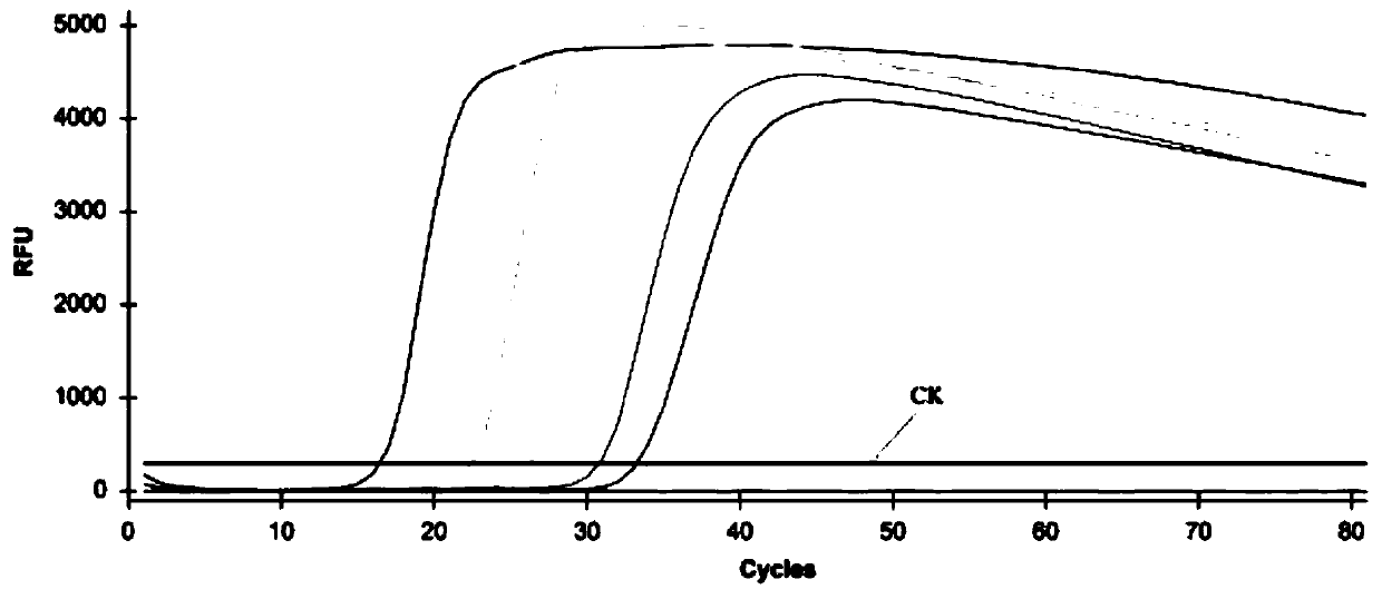 QLAMP (quantitative loop mediated isothermal amplification) method for quantitatively monitoring infection and propagation of Chinese walnut dry rot and used primers