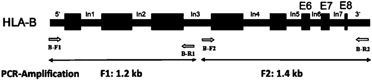 Primer group, kit and method for amplification of human leukocyte antigen-B (HLA)-B gene, and primer group, kit and method for genotyping of HLA-B gene