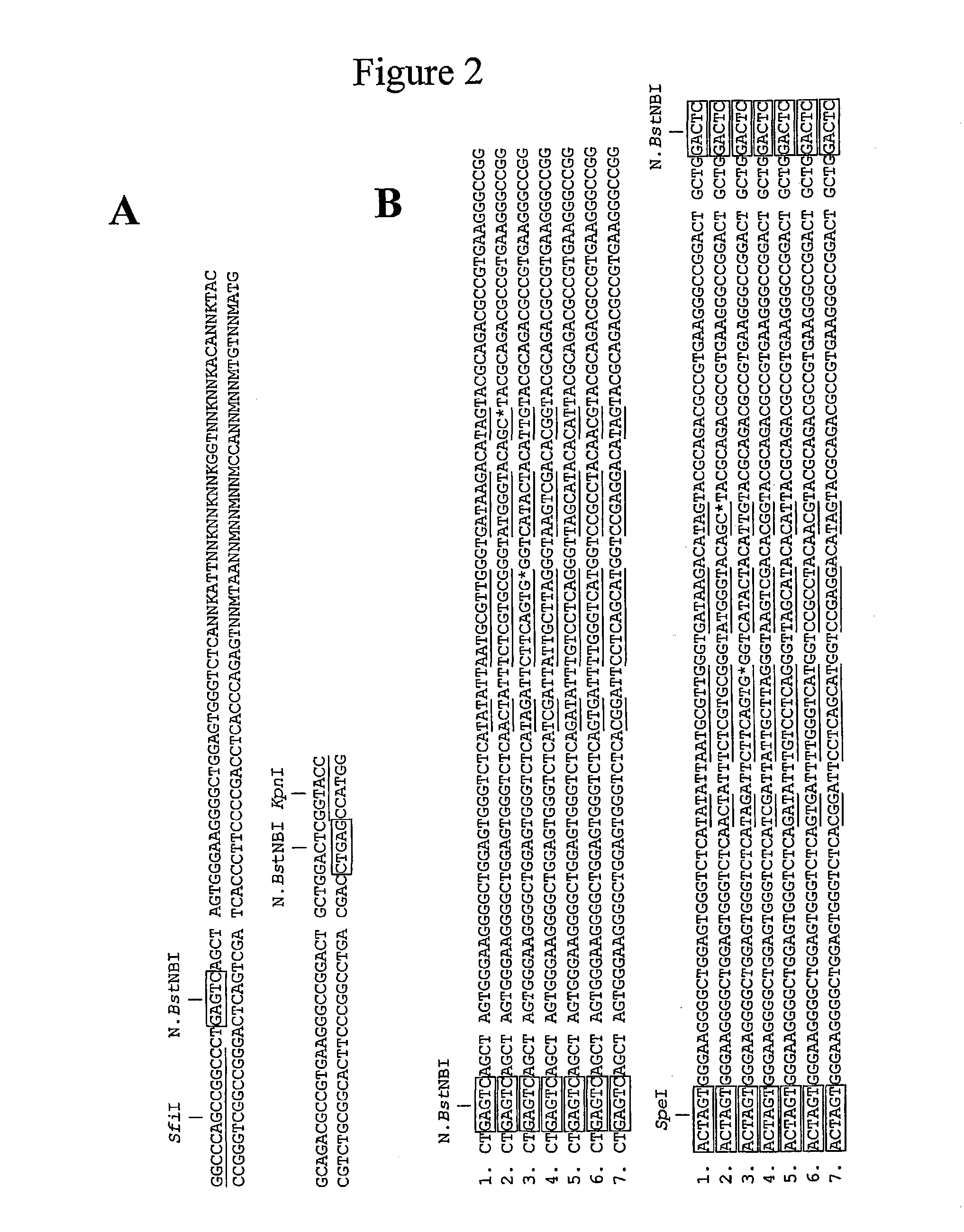 Concatenated nucleic acid sequence