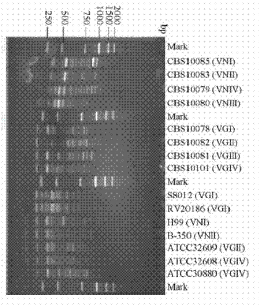 Cryptococcus gattii, and isolated culture method and application thereof