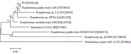 Pseudomonas putida having n-hexylene degradation capacity and application thereof