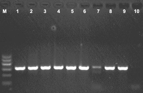 Polymerase chain reaction (PCR) kit capable of rapidly detecting cervus derived products and preparation method