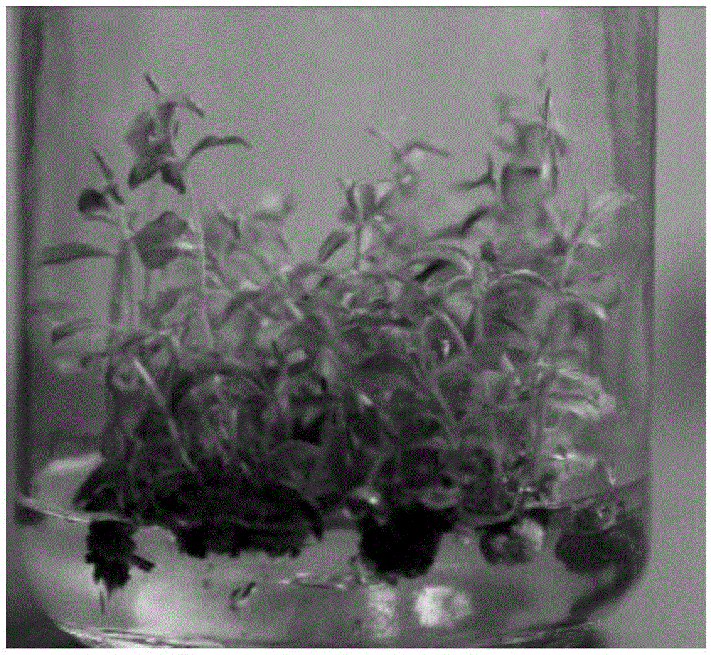 Tissue culture and rapid propagation method for American lagerstroemia indica pink velour