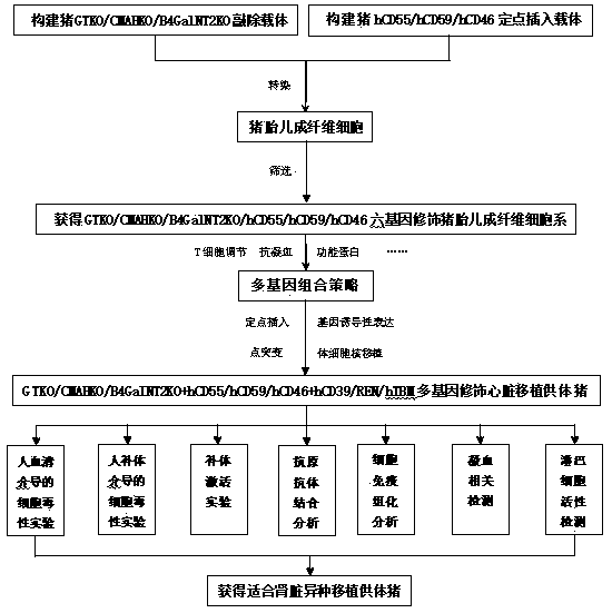 Building method of donor pig suitable for kidney xenotransplantation