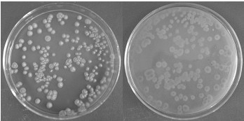Streptomyces hawaii and application thereof