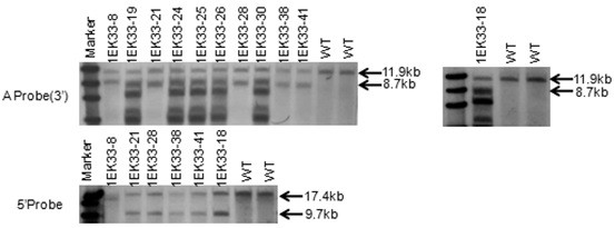 Construction method and application of PHB1 gene knockout non-human animal
