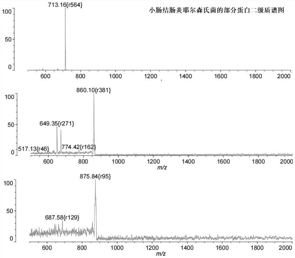 Detection method for rapidly distinguishing yersinia enterocolitica from yersinia intermediary