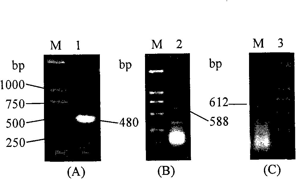 Cell line for detecting I type interferon biological activity and application thereof