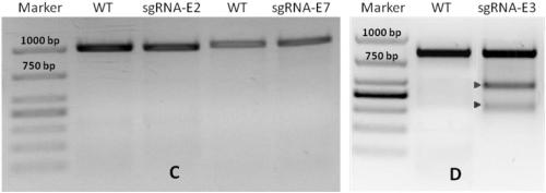 A method for constructing sgRNA sequence for knocking out human cyp2e1 gene, cyp2e1 gene deletion cell line and its application