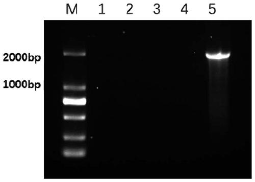 A method for eliminating multi-copy plasmids in Salmonella using suicide vectors