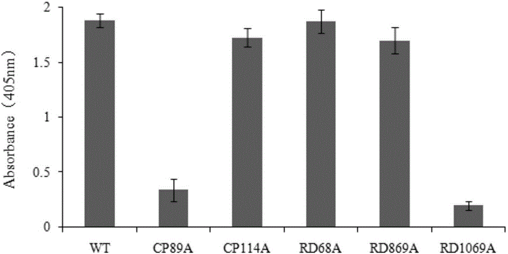 Selection of cucumber green mottle mosaic virus low virulent strain line and application of cucumber green mottle mosaic virus low virulent strain line in cross protection