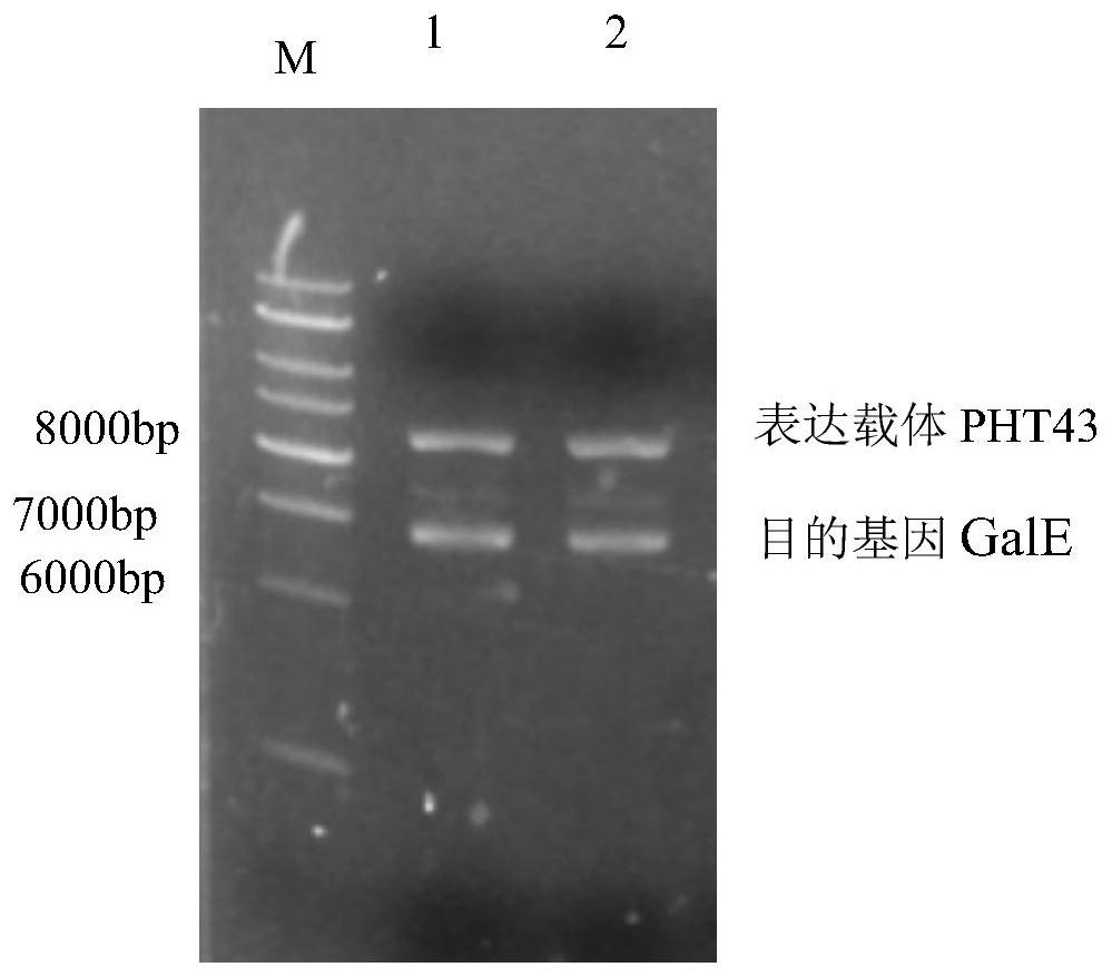 A method for expressing and preparing udp-glucose-4-epimerase