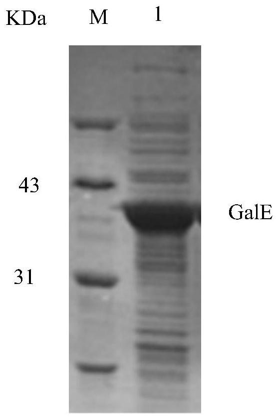 A method for expressing and preparing udp-glucose-4-epimerase