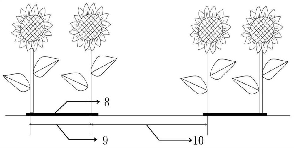 Furrow film ridge planting method for sunflowers