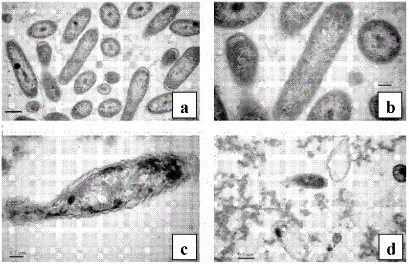 Application of chitosan in prevention and control of bacterial fruit blotch of plants