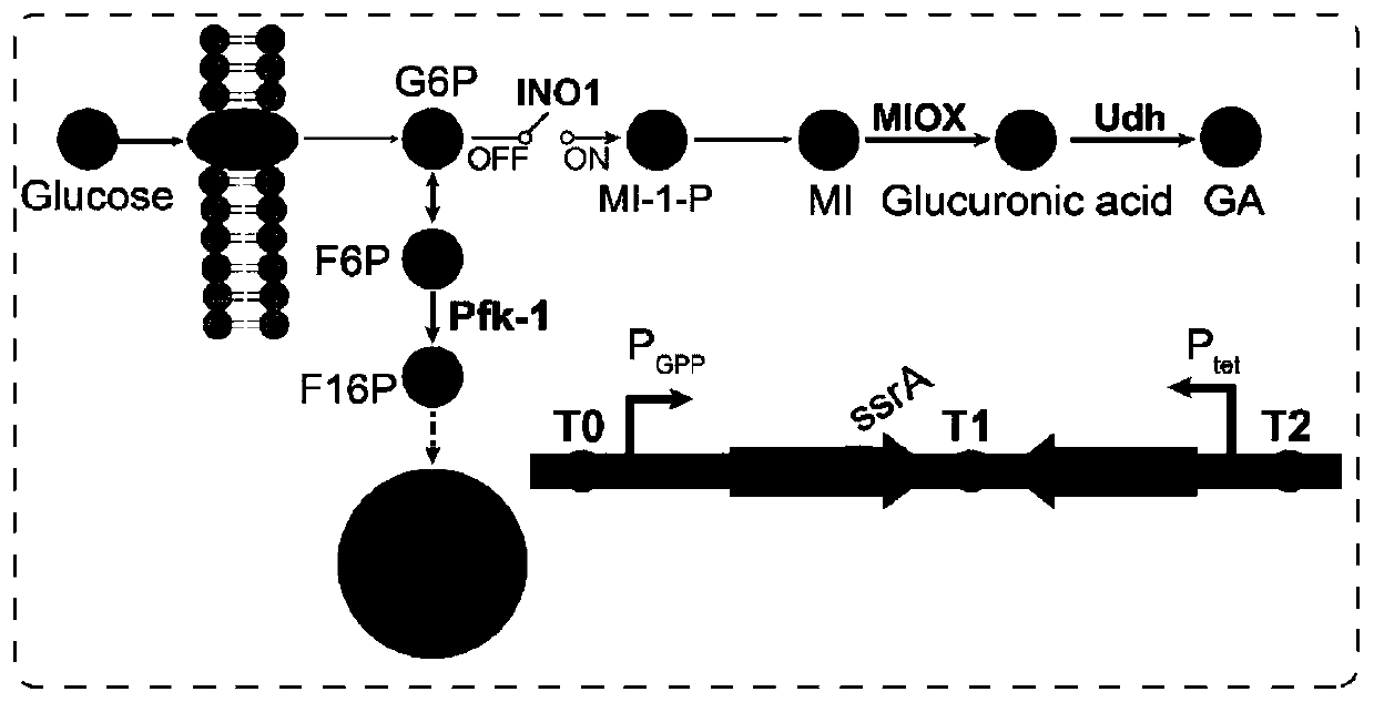 Protein delayed expression switch and application thereof in production of glucaric acid