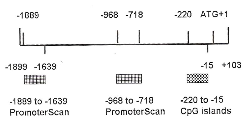 Method for determining APRIL (A Proliferation-inducing Ligand) gene promoter and transcription factor binding site and use