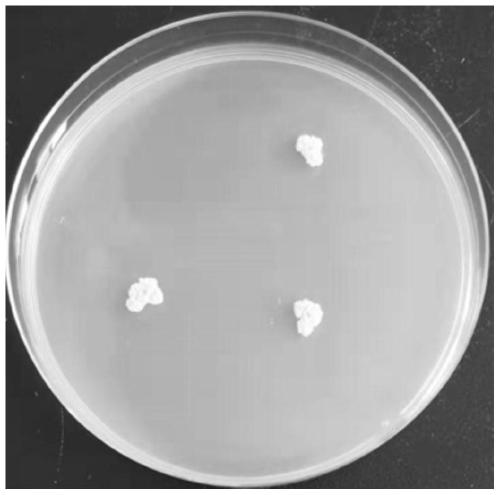 Bacillus licheniformis for producing 2,3,5,6-tetramethylpyrazine in high yield as well as separation culture method and application of bacillus licheniformis
