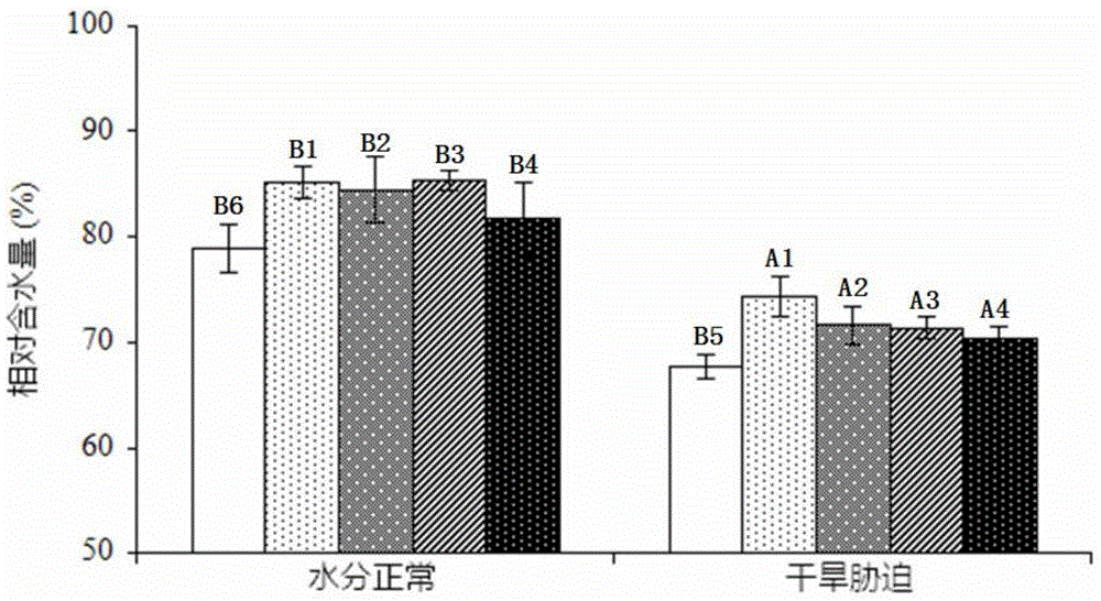 Drought-resistant blueberry and cultivation method thereof