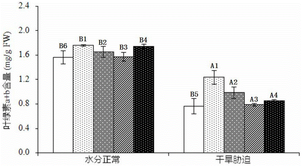 Drought-resistant blueberry and cultivation method thereof