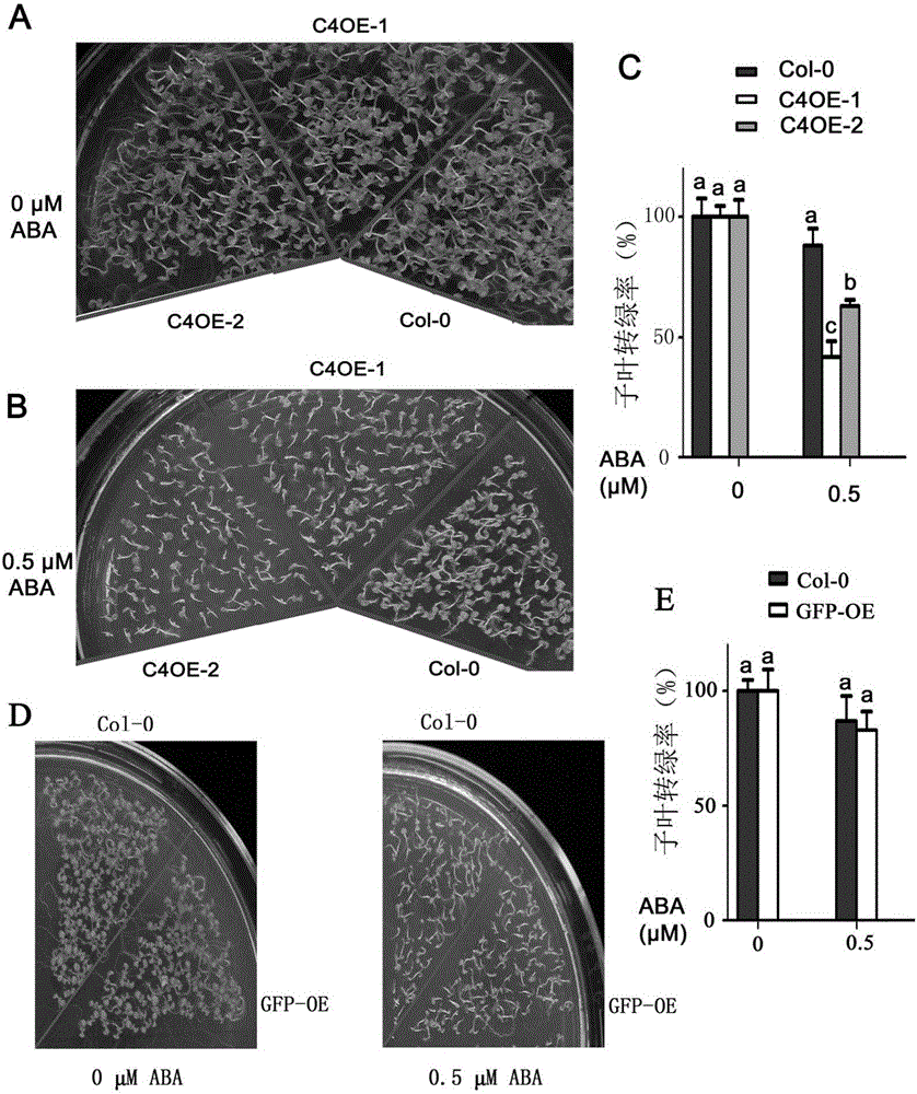 CRK4 protein and application of coded gene thereof in regulating and controlling growth of plant stems and leaves
