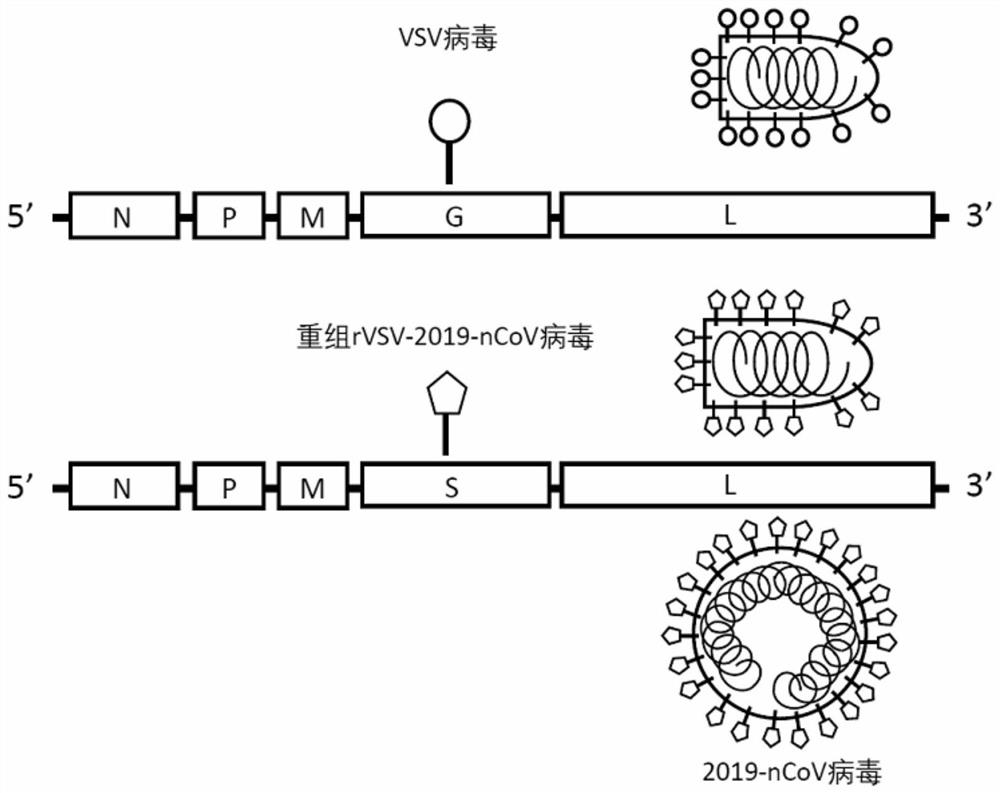 Novel recombinant coronavirus based on vesicular stomatitis virus vector as well as preparation method and application of novel recombinant coronavirus