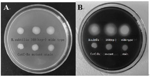 A preparation method of oral recombinant nutritional polypeptide supplementing human essential amino acids