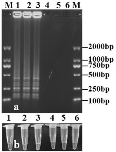 LAMP detection primer for detecting C. gloeosporioides in olive tissue