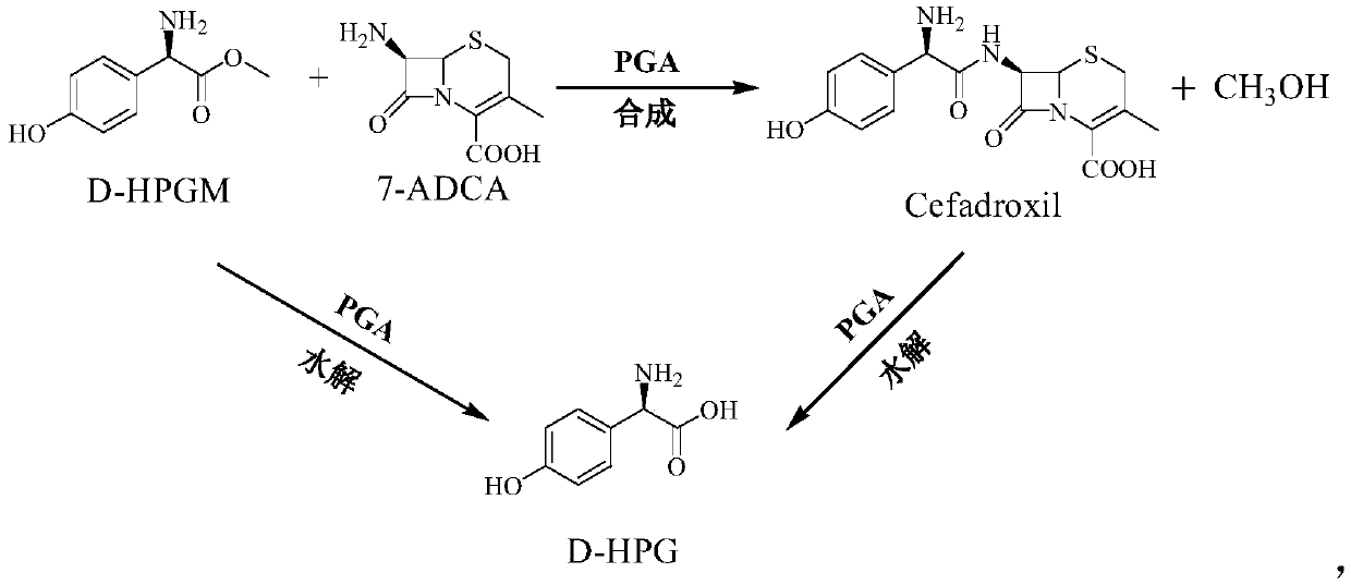 Preparation method of cefadroxil