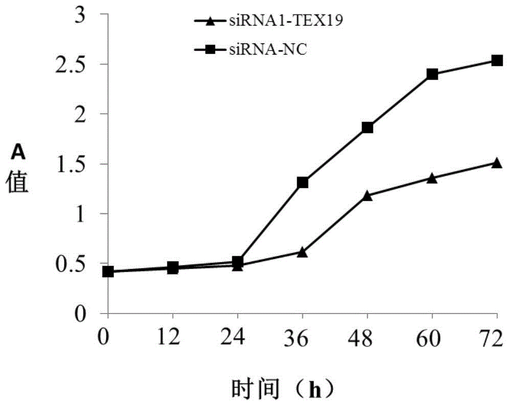 Application of TEX19 gene in diagnosis and treatment of biliary duct cancer