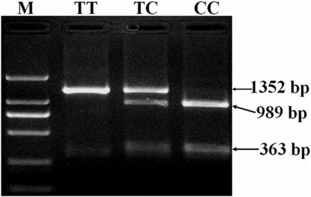 Molecular marker relevant to chicken growth traits, as well as identification method and application thereof