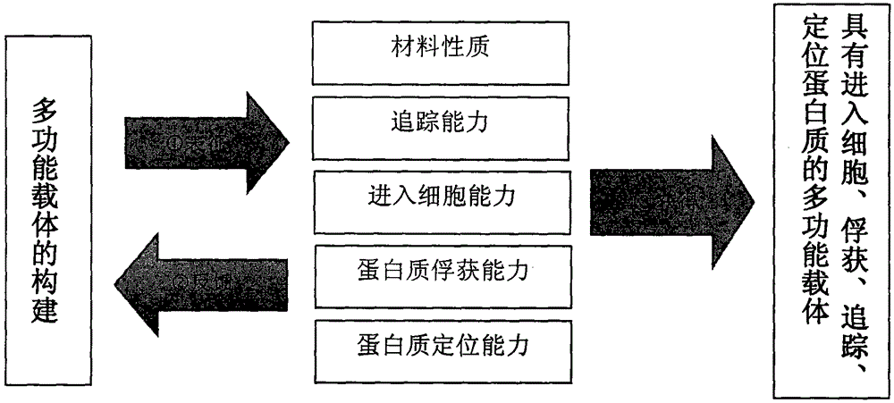 Multifunctional vector capable of carrying out instant positioning of protein