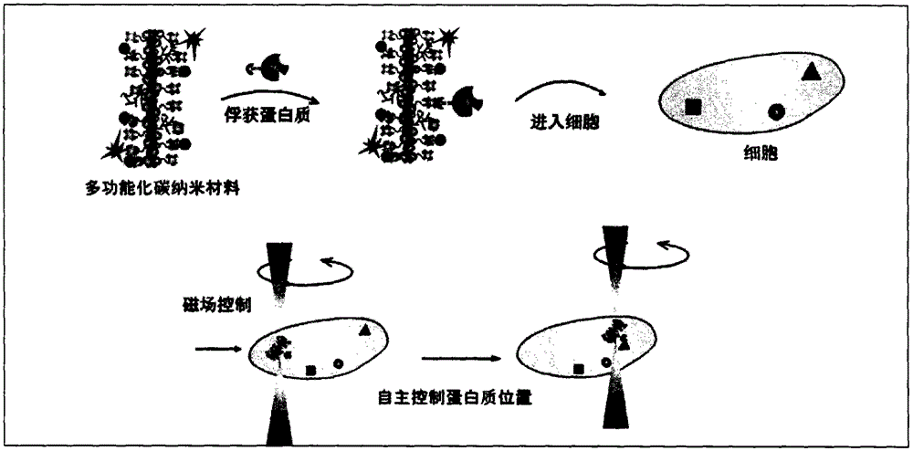 Multifunctional vector capable of carrying out instant positioning of protein