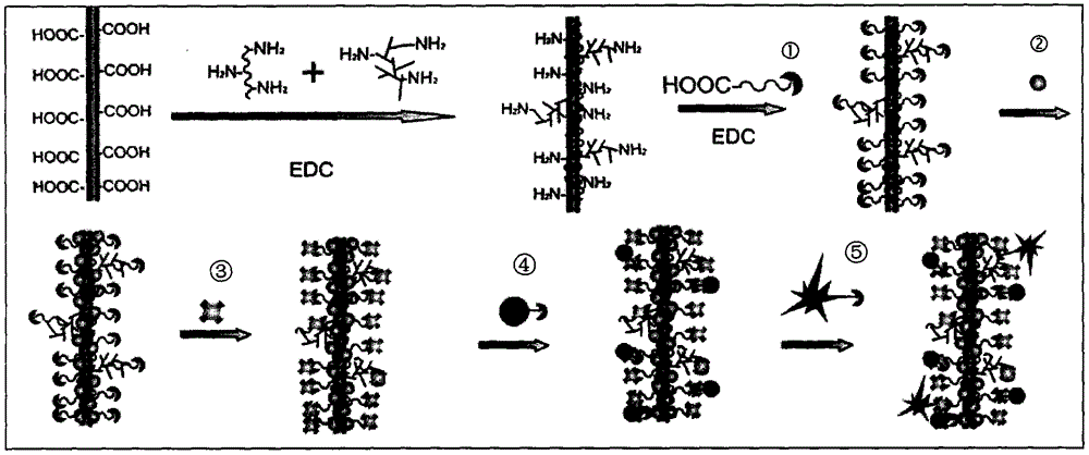 Multifunctional vector capable of carrying out instant positioning of protein