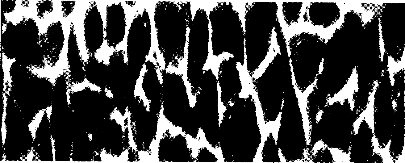 Hemopoietic stem/progenitor cell amplifying culture system