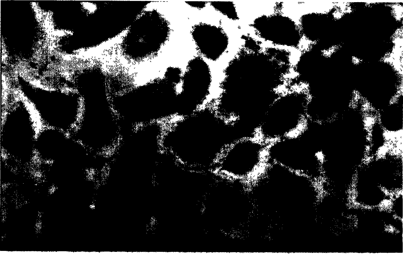 Hemopoietic stem/progenitor cell amplifying culture system