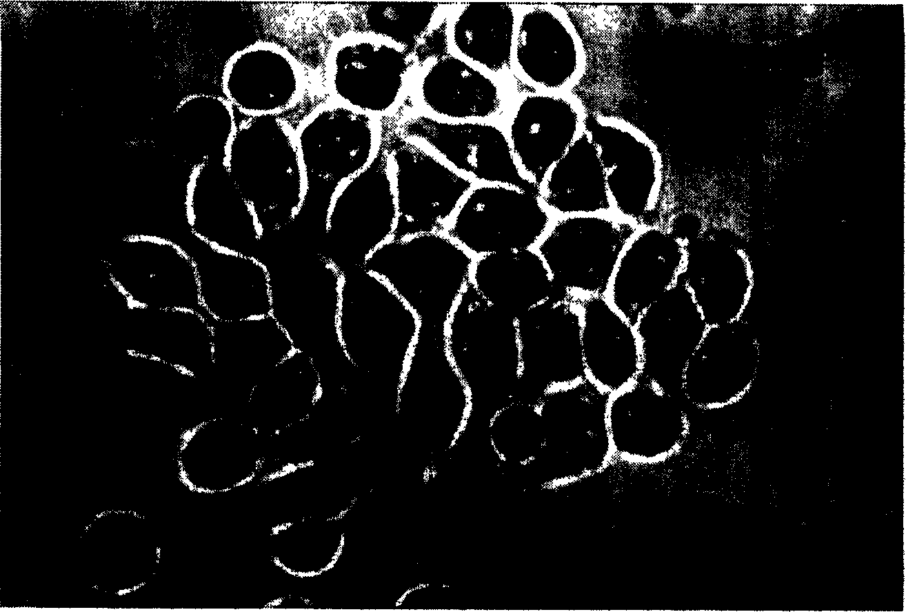 Hemopoietic stem/progenitor cell amplifying culture system