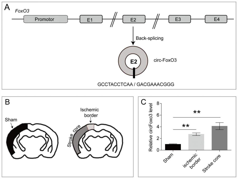 Application of circular RNA circ-FoxO3 in preparation of products for preventing and treating cerebral arterial thrombosis