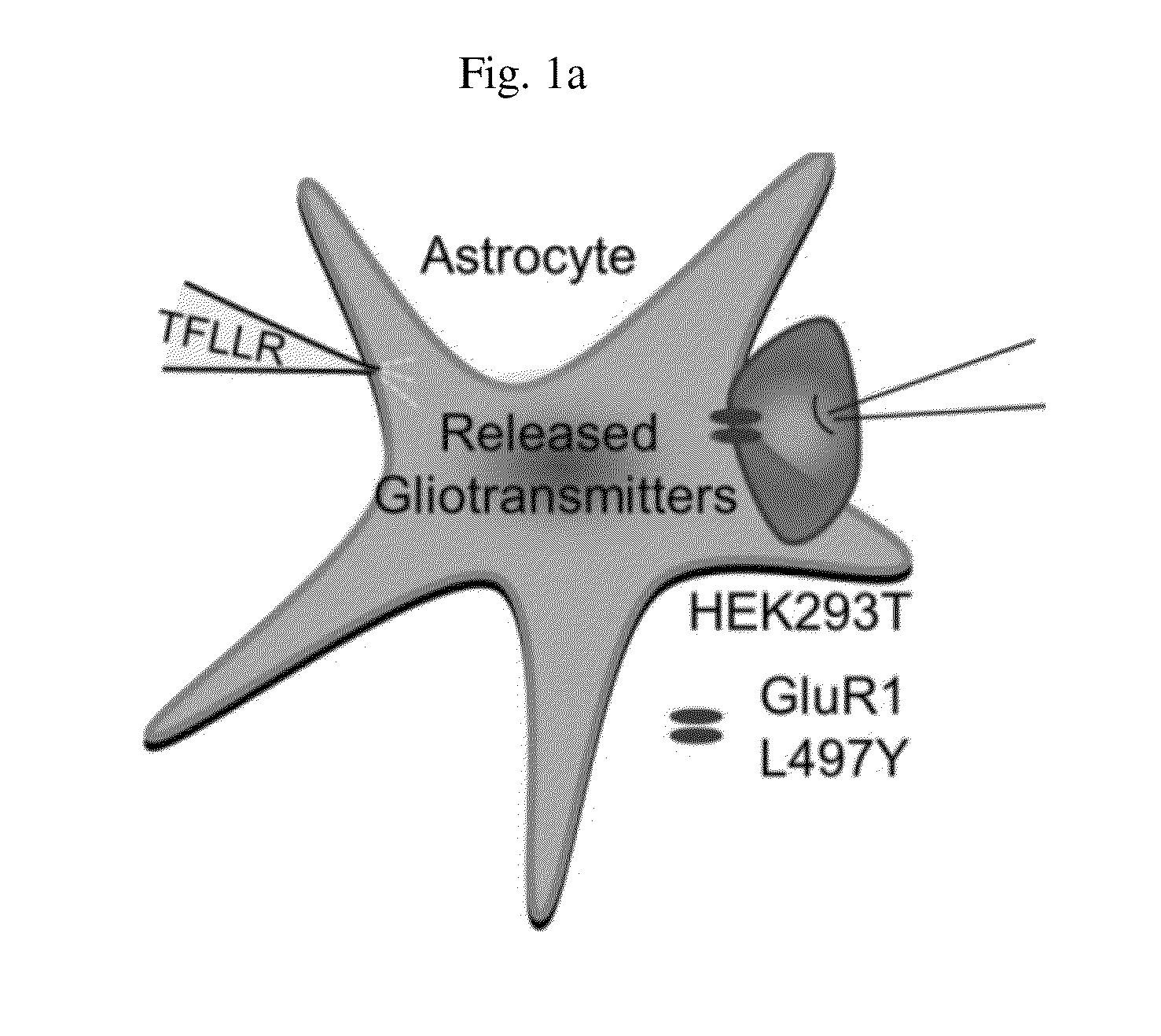 Glutamate release from astrocyte