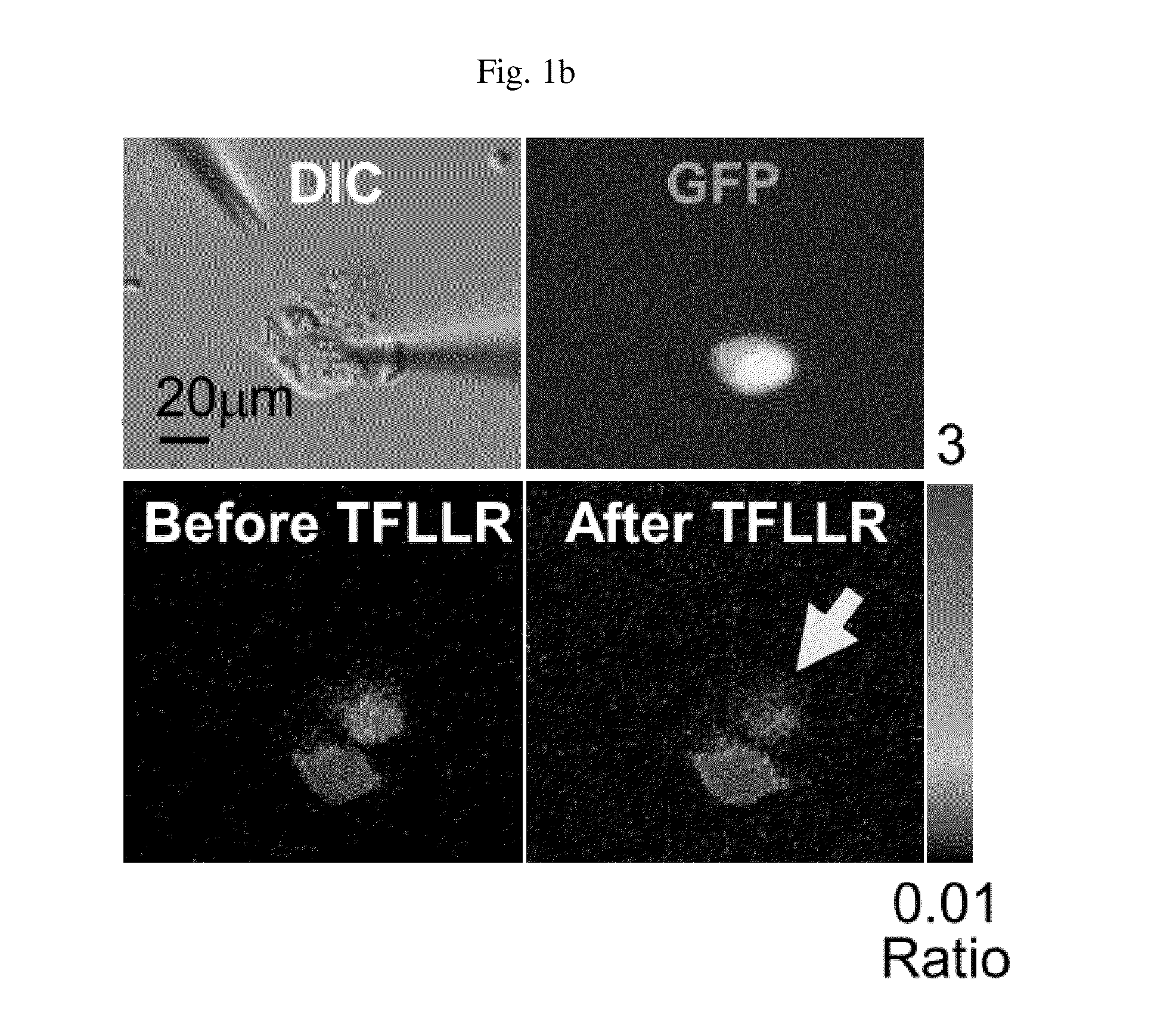 Glutamate release from astrocyte