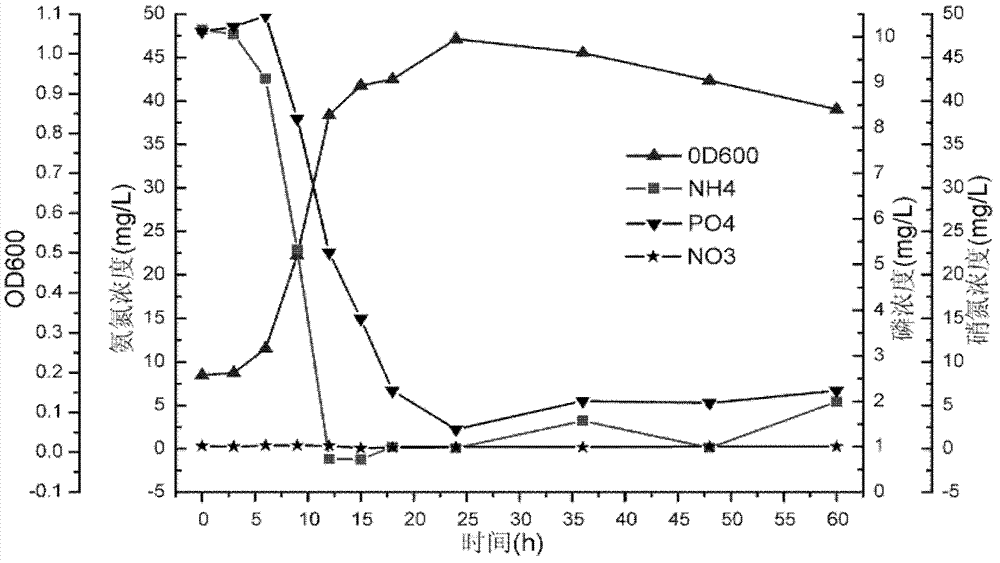 Achromobacter xylosoxidans with denitrification and dephosphorization function and application of Achromobacter xylosoxidans